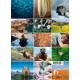 999 + 1 AVENTURES PETITES ET GRANDES NATURE